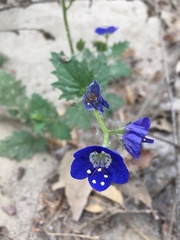 Phacelia viscida viscida