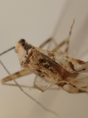 Phytocoris tiliae