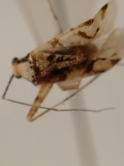Phytocoris tiliae
