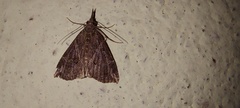 Diplopseustis