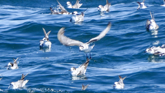 Chlidonias