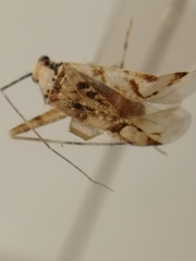 Phytocoris tiliae