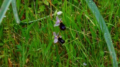 Ophrys bertolonii