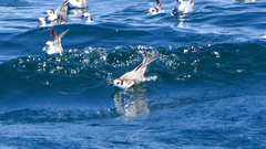 Chlidonias