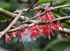 Satyria warszewiczii