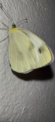 Pieris canidia