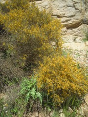 Genista corsica