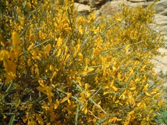 Genista corsica
