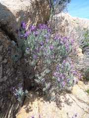 Lavandula stoechas stoechas