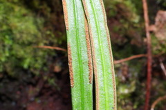 Haplopteris flexuosa