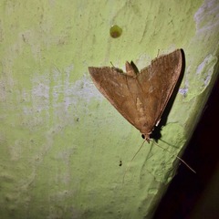 Amyna axis