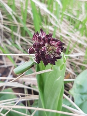 Orchis purpurea