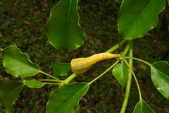Smerkata fusca