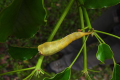 Smerkata fusca