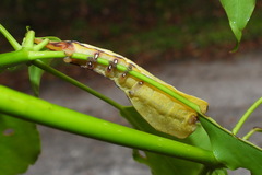 Smerkata fusca