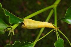 Smerkata fusca
