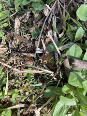 Trifolium stoloniferum