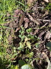 Trifolium stoloniferum