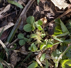 Trifolium stoloniferum