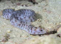 Gymnothorax richardsonii