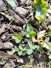 Trifolium stoloniferum