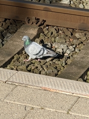 Columba livia domestica