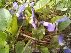 Viola suavis