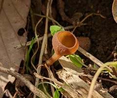 Ciboria shiraiana