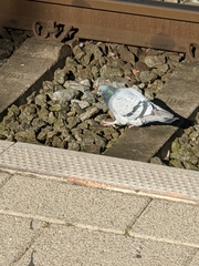 Columba livia domestica