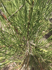 Anginon difforme