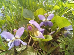 Viola suavis