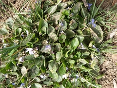 Viola suavis