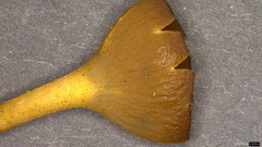 Ciboria shiraiana