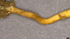 Ciboria shiraiana