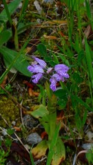 Neotinea tridentata commutata