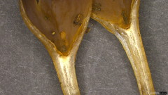 Ciboria shiraiana