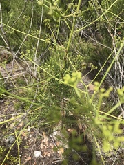 Anginon difforme