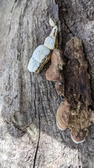 Metuloidea murashkinskyi