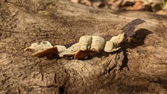 Metuloidea murashkinskyi