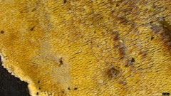 Metuloidea murashkinskyi