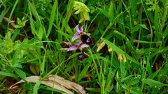Ophrys bertolonii