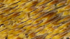 Metuloidea murashkinskyi