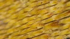 Metuloidea murashkinskyi