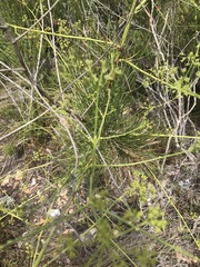 Anginon difforme