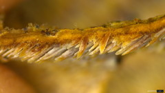 Metuloidea murashkinskyi