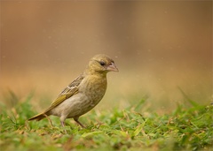 Ploceus velatus
