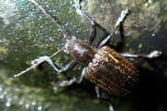 Fidia phoebicola