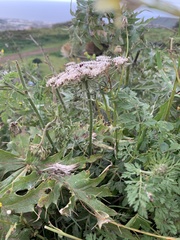 Daucus carota subsp. maximus image