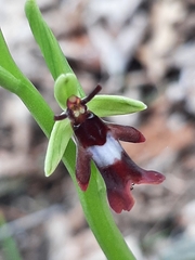Ophrys insectifera