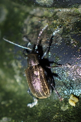 Fidia phoebicola